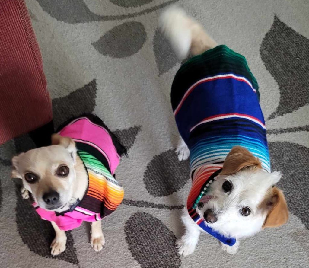 My two rescue Chihuahuas wearing doggy sized serapes, looking up at the camera, being adorable.