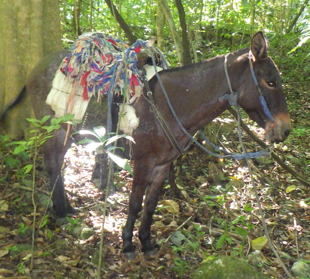 A picture of a sad donkey hanging out near the Waterfalls of Damajagua.