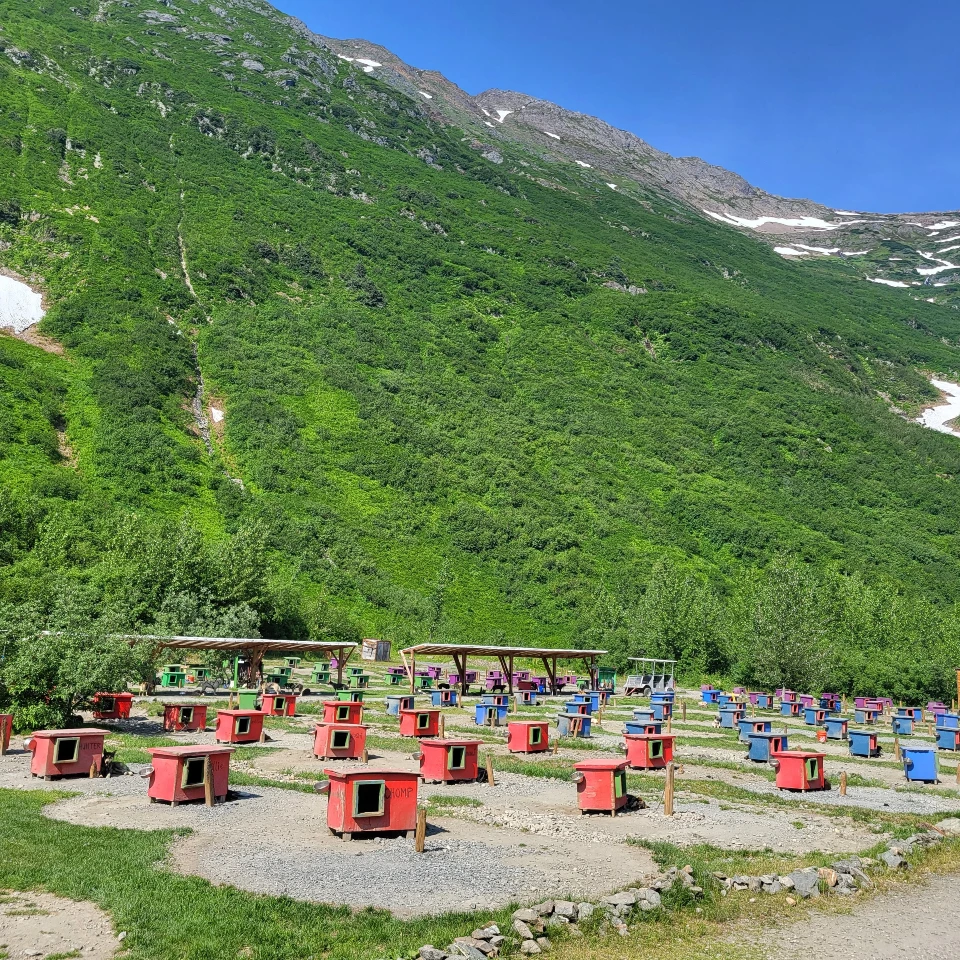Sled dog kennels with a beautiful green mountain valley background on a dog sledding cruise excursion in Juneau Alaska.