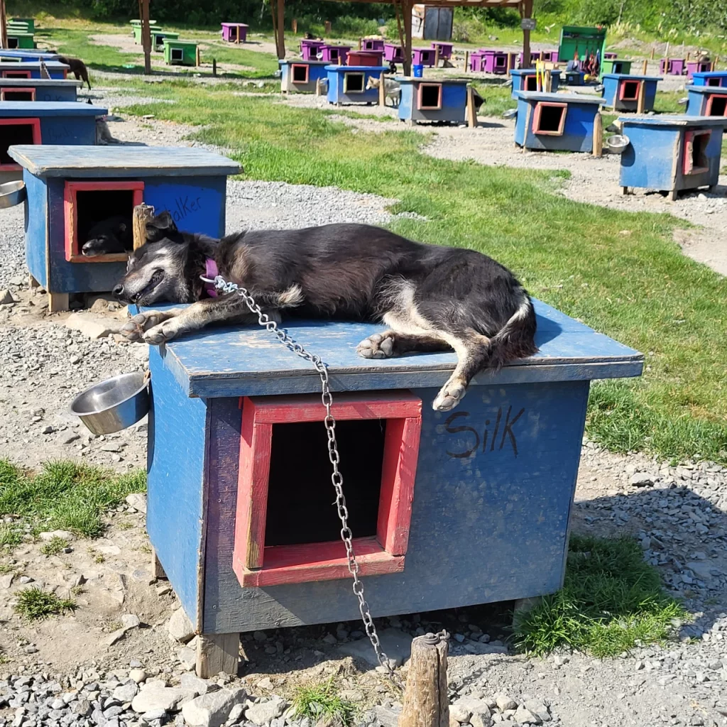 An adorable sled dog passed out on top of his kennel during a dog sledding excursion in Juneau Alaska.